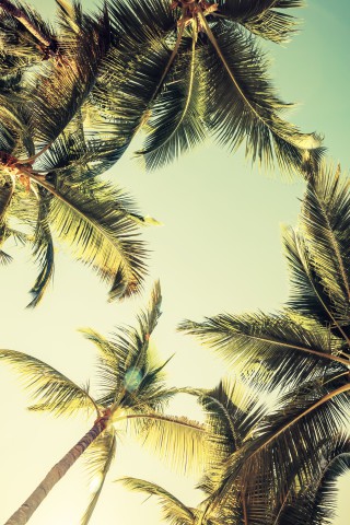 Palmen und Sonne